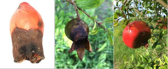 Figure 7. Pomegranate fruits at several stages infected by D. punicae.